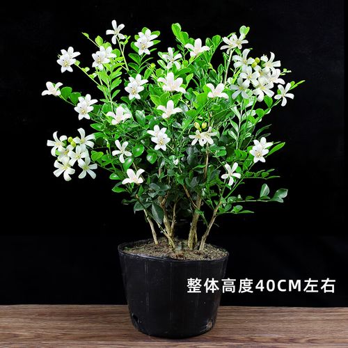 沃绣九里香盆栽室内驱蚊植物七里香树苗阳台浓香花卉四季开花好养绿植