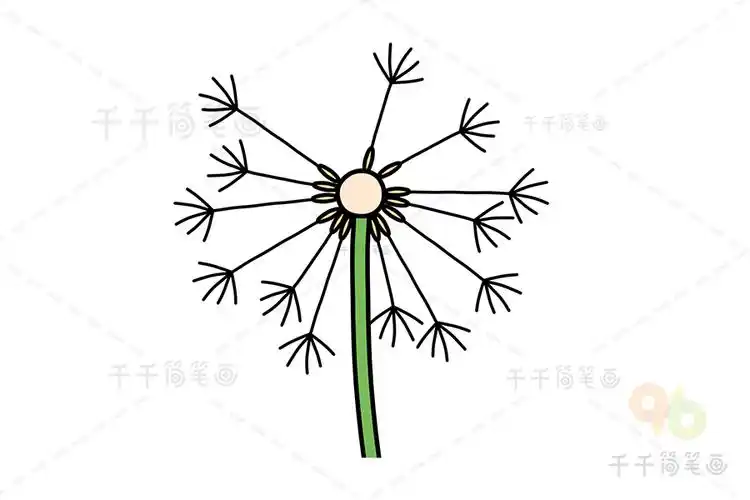 线条简单的蒲公英简笔画