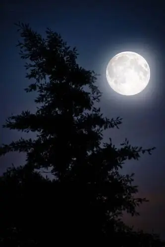 稀星千点玉,明月一轮心