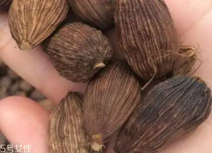 草果和肉蔻的区别