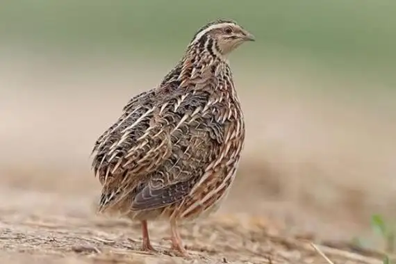 公鹌鹑一直叫怎么办?为什么一直叫?