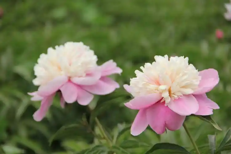 《芍药花月季花》太漂亮了2018.05.11