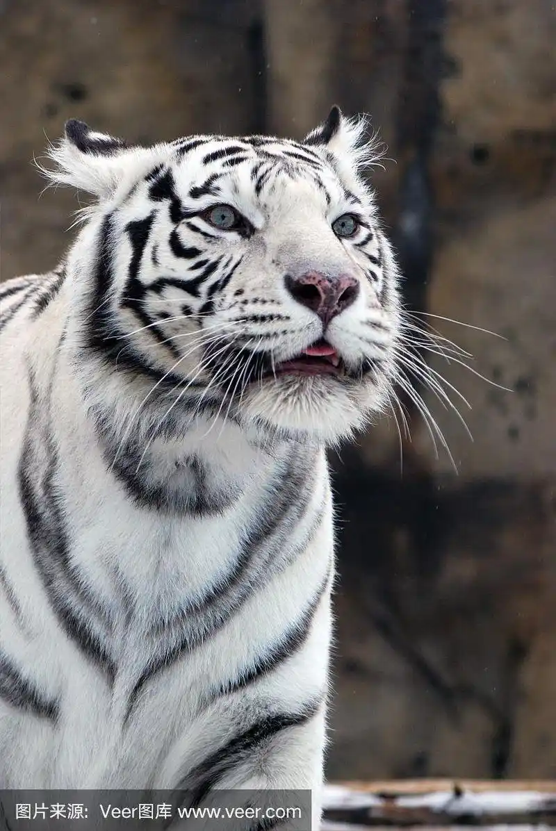 两个白色的老虎