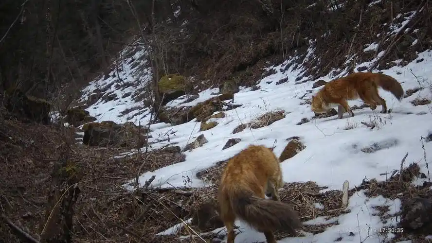 连城自然保护区首次发现国家二级保护动物豺