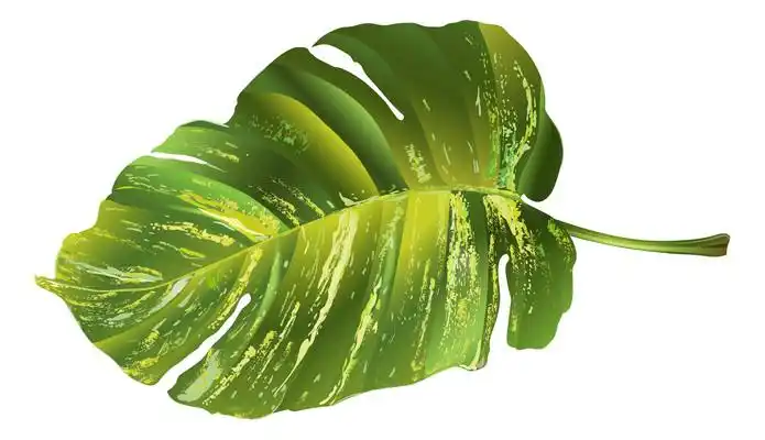 植物孔雀竹芋元素图片_卡通手绘_编号11715871_红动中国