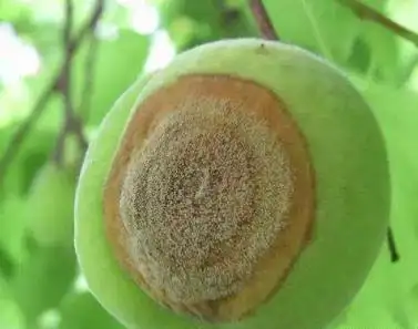 桃果褐腐病如何防治?一看就明白!