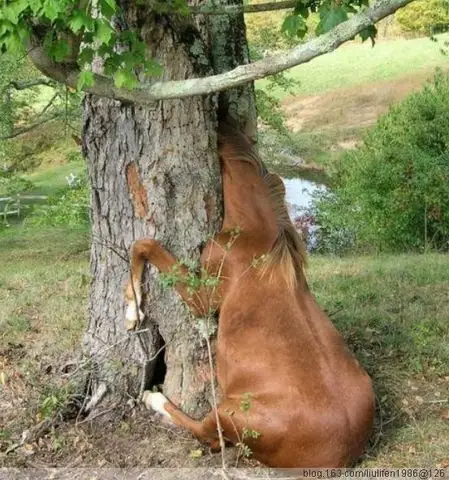 吃人不吐骨头传说中恐怖的食人树真的存在吗