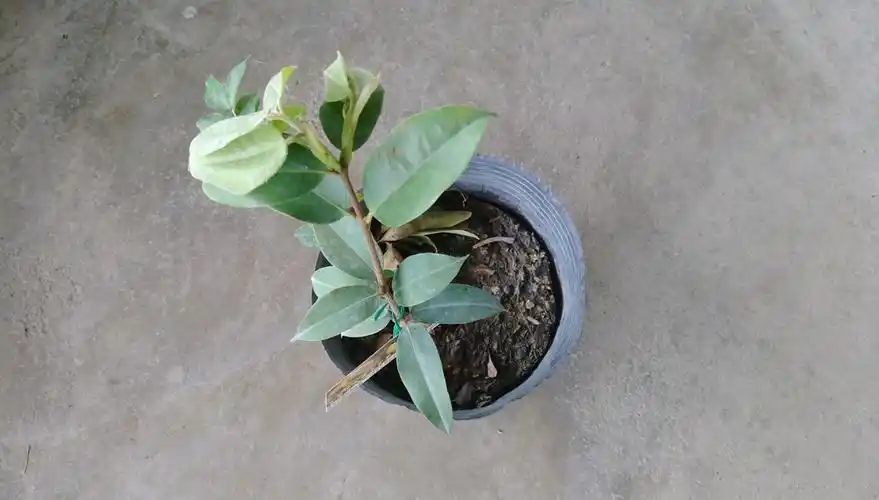 肯布卡大黄嘉宝果