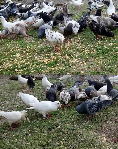 农家散养鸽子乳鸽纯杂粮喂养新鲜鸽子三只包邮_不打折现价68.00元