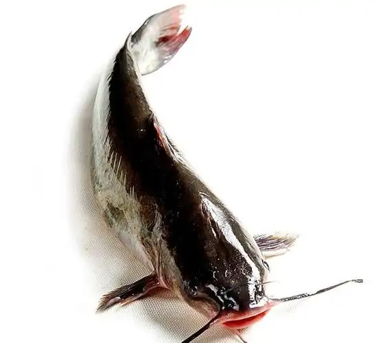 野生新鲜清江鱼 胖头鱼 新鲜海鲜全程冷藏保温 鱼头草