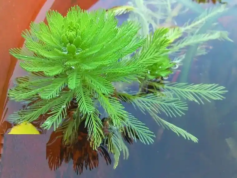 狐尾藻,适合新手养殖的水草,水缸中种植,不用二氧化碳净化,水 - 抖音