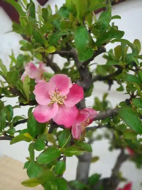 海棠花的种类及图片欣赏(海棠花的种类及图片欣赏图)