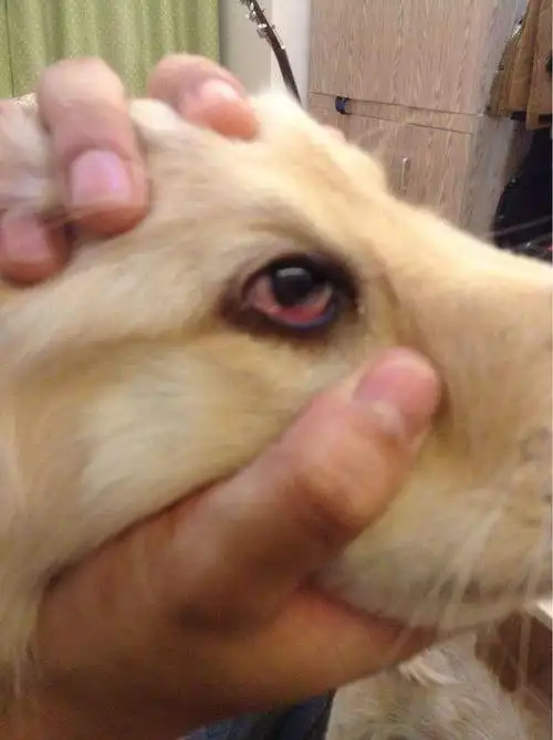 狗狗眼睑内翻如何诊断治疗狗狗眼睑内翻的防治方法