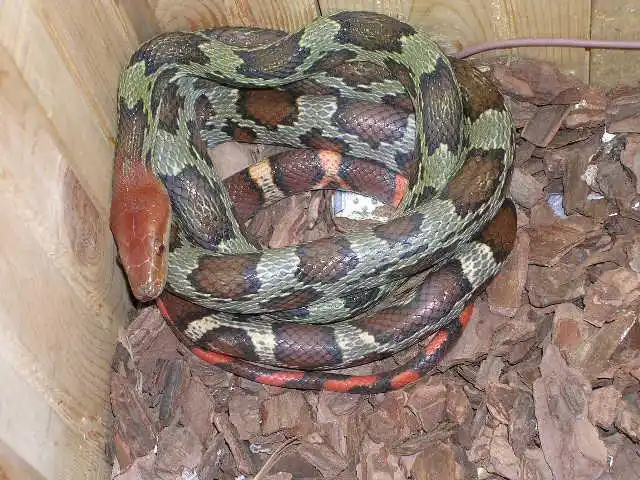 漂亮的百花锦蛇!