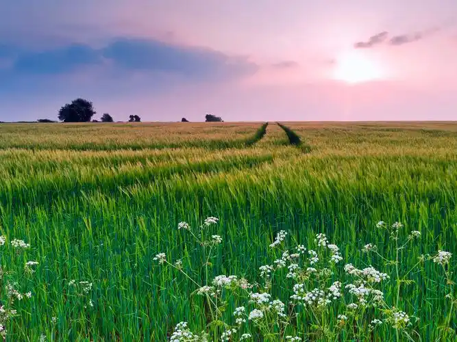 草,草丛,花丛,云,阳光,彩霞,阳光正好草壁纸图片