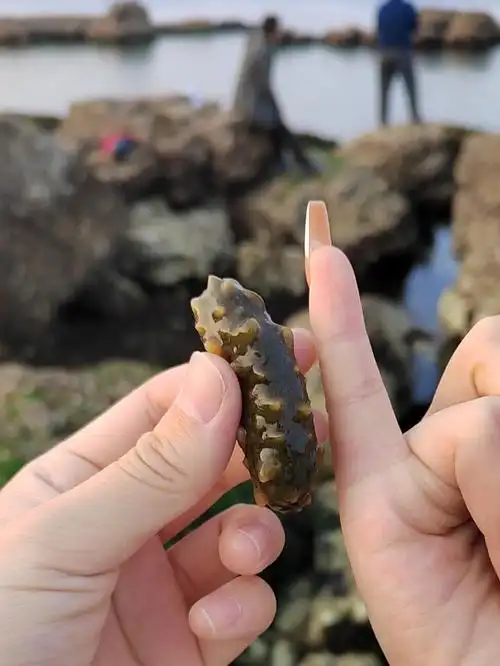 养马岛傍晚赶海抓到海参