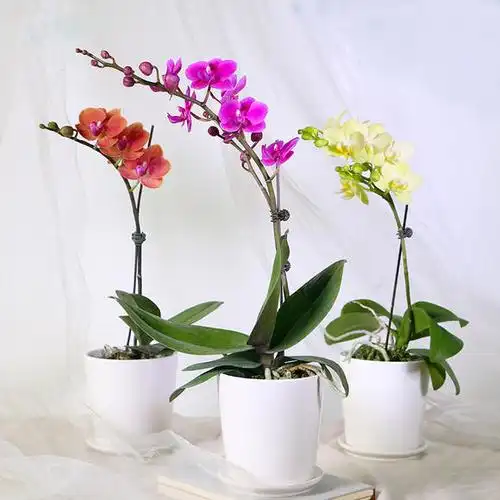 单株蝴蝶兰花卉绿植盆栽-送女朋友妈妈老师长辈朋友生日节日祝福新店