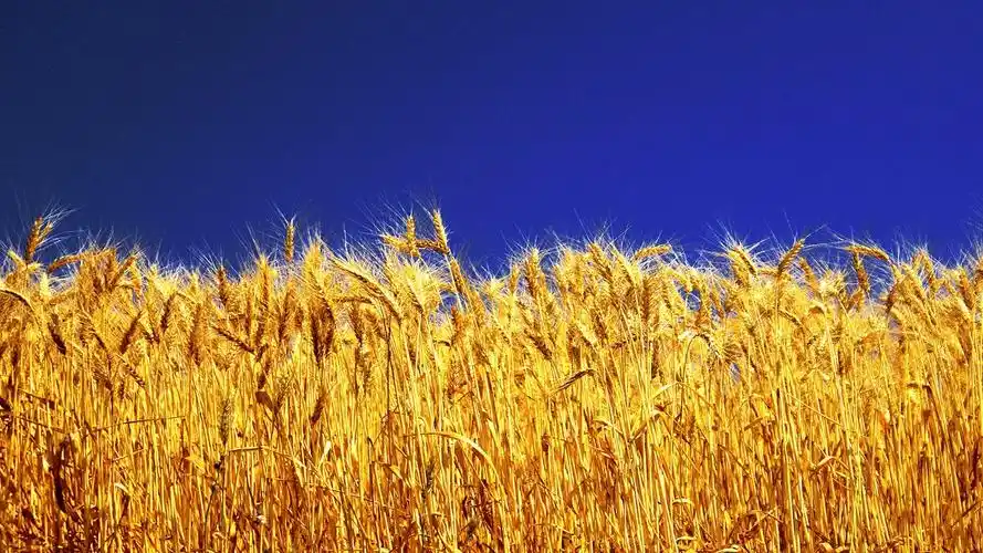 金色的小麦,蓝色的天空 壁纸