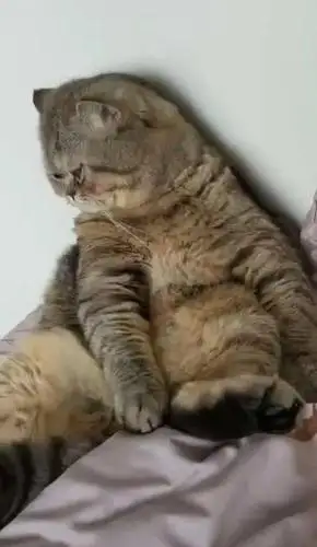 猫咪背靠墙坐着,肥嘟嘟身材配上无辜表情,网友:这只猫有故事!