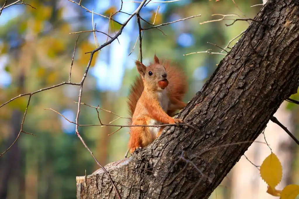 持有坚果的松鼠,抱着坐在一棵树干上的褐色坚果的松鼠