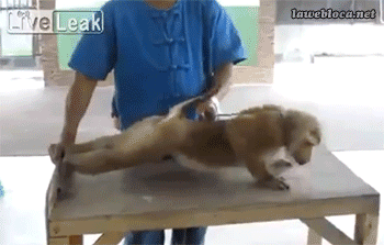 猴子俯卧撑
