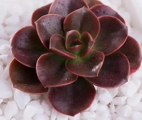 巧克巧克力力多植物单头56cm组合盆栽室内办公多肉植物