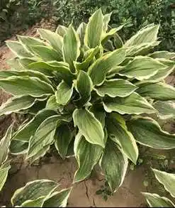 金边玉簪甜心玉簪绿植花卉庭院阳台开花观叶观花地被植物趣味盆景