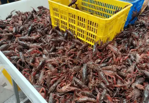 舌尖上的小龙虾线上线下交易火爆