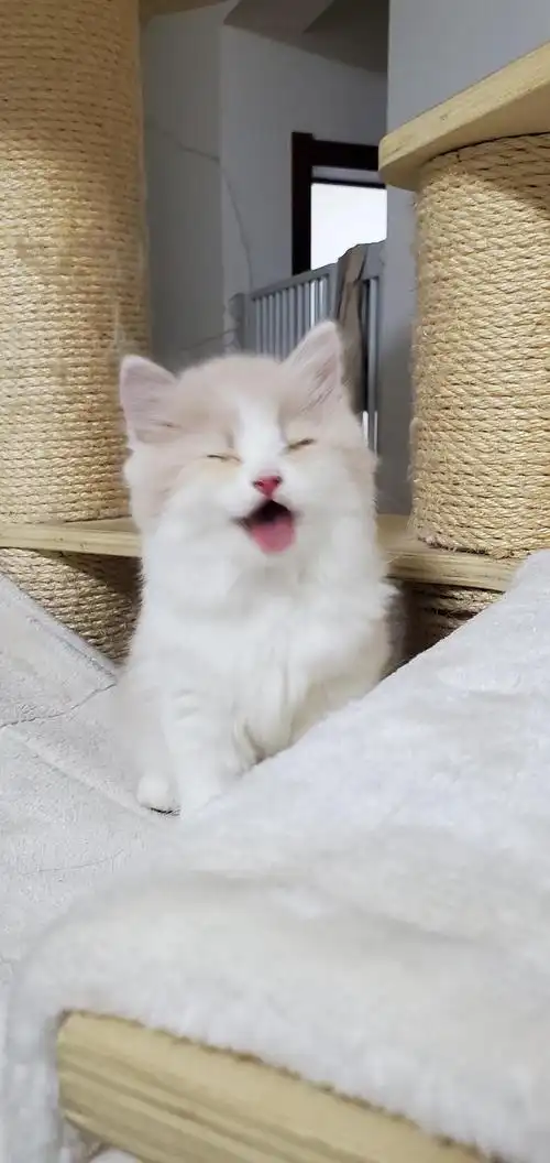 偶然拍到了坏笑的小猫咪