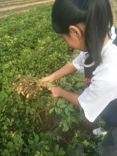 炎炎夏日,花生出头