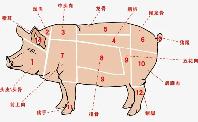 猪肉分割图