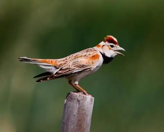 百灵鸟剪纸动态
