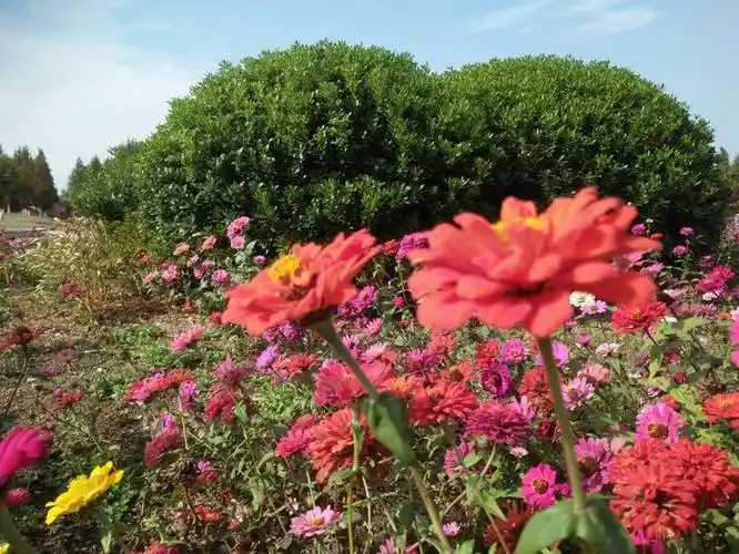 参观常州自然植物园
