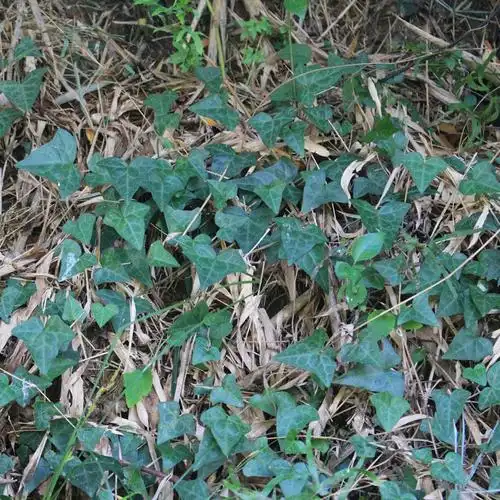 野麦子的功效怎样吃_草药野麦子的功效与作用_鬼画符草药作用与功效