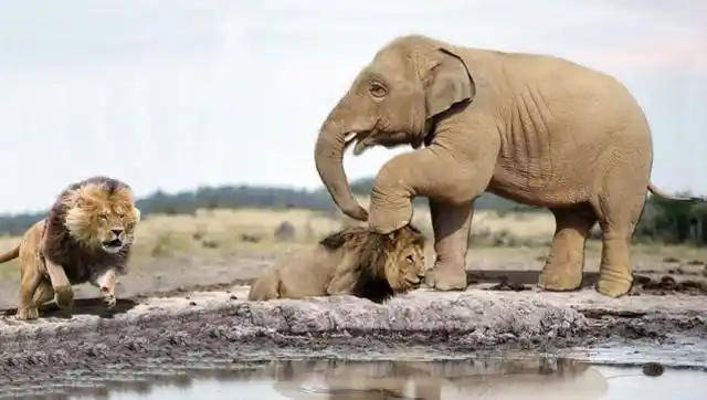 狮子大战大象,大象发出撕心裂肺惨叫,镜头拍下悲惨过程!