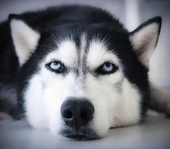 宠物摄影 l 哈士奇,又名二哈,蠢萌代表