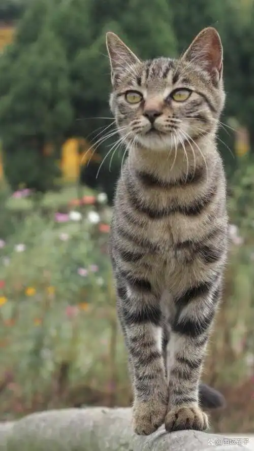 猫科动物中的精灵——中华田园狸花猫