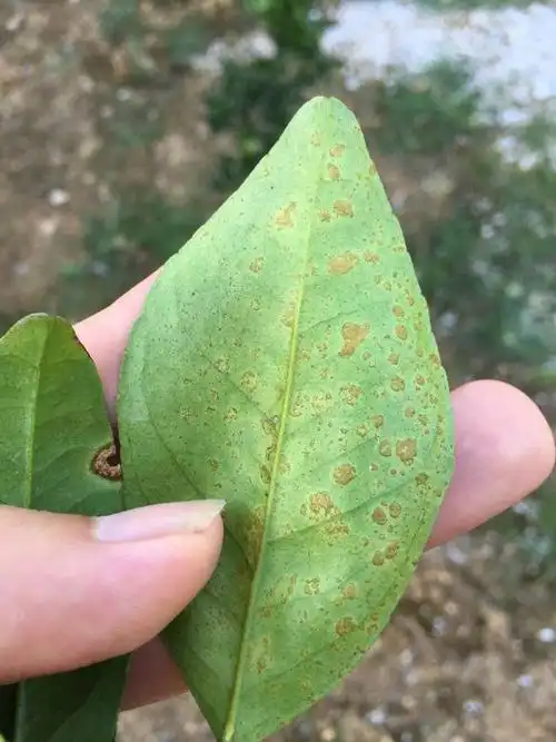 柑橘脂点黄斑病真的很难治防治技术与你娓娓道来