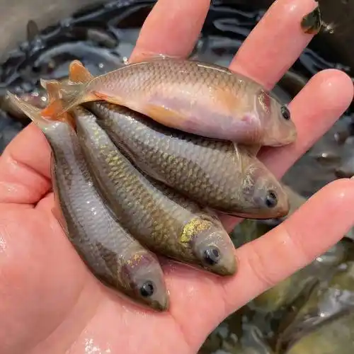 [禾花鲤鱼苗批发] 禾花鲤鱼苗,优质苗种场地直销技