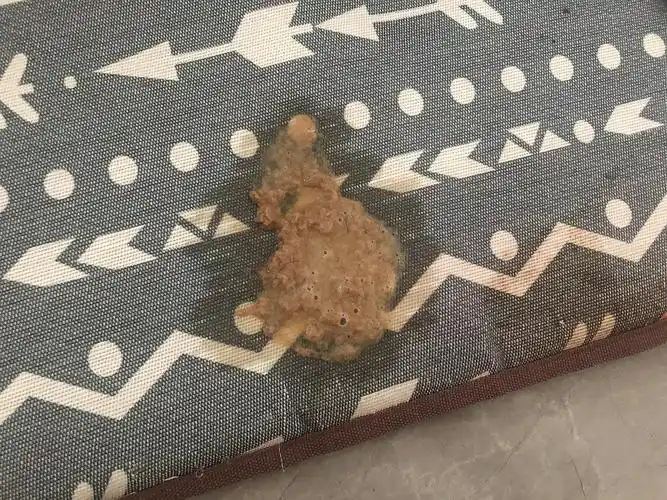 【讨论】狗崽吐了(内有图慎入)