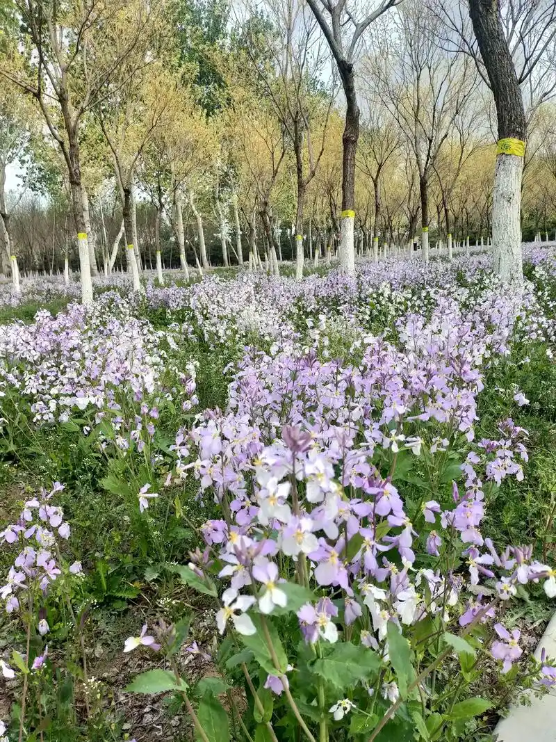 走在春天里.——简单极致原创 好久没有出来"放风"啦,一出来 - 抖音