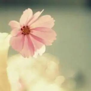 qq头像小清新花朵在你离开之后的天空