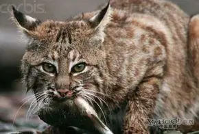 北美短尾猫猎食瞬间