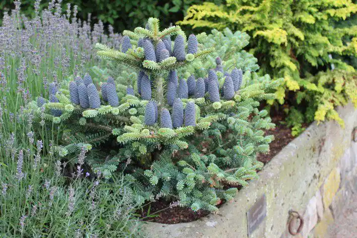 特别矮小的香脂冷杉还能养成窗台上的小盆景植物