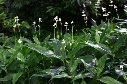 杜若鸭跖草科杜若属