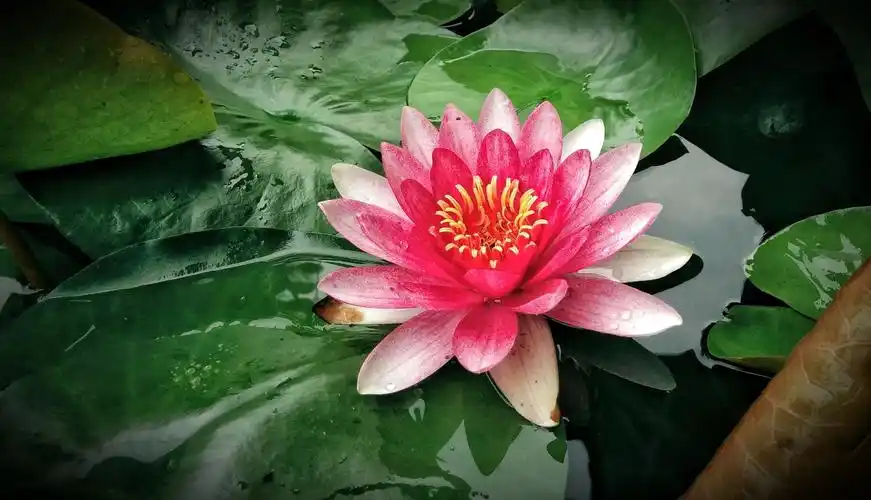 花中美人茈碧莲,出自淤泥尘不染. 翡翠床前美姿秀,抢眼夺目醉神仙.