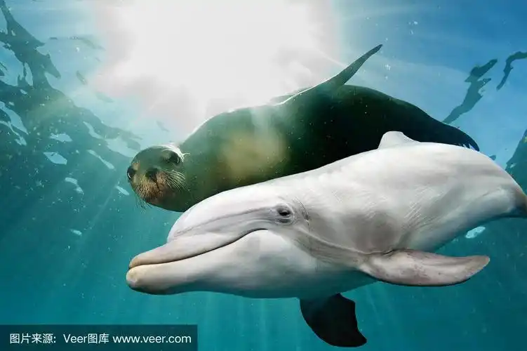 水下的海豚和海狮