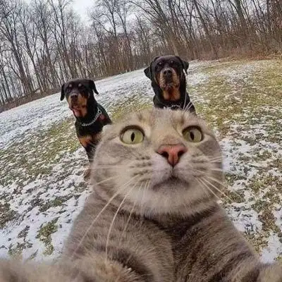 猫咪的自拍～_情侣头像_我要个性网