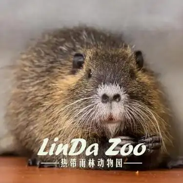 你见过加拿大的国宝动物吗?快来哈尔滨世界欢乐城看看吧!_央广网