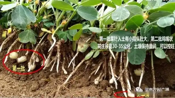 出彩新农人|7-8月份夏季花生下针结荚期管理要点